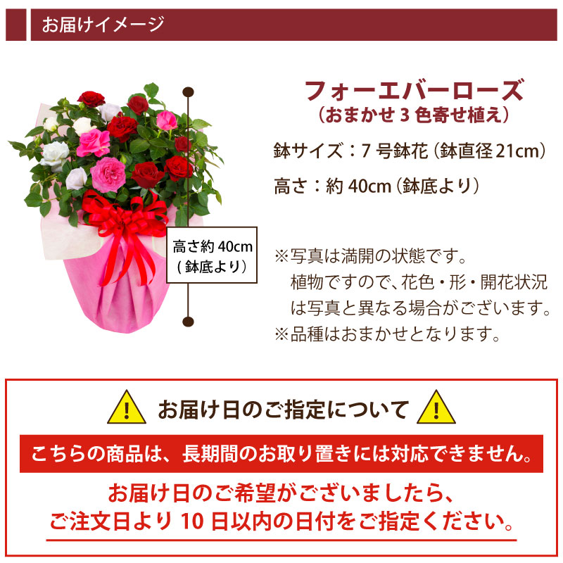 楽天市場 フォーエバーローズ バラ 7号 花 ギフト 3色植え 誕生日 プレゼント 記念日 季節の鉢植え 鉢花 花色 おまかせ ラッピング メッセージカード 対応 フラワーギフト Fleur Town 吉本花城園