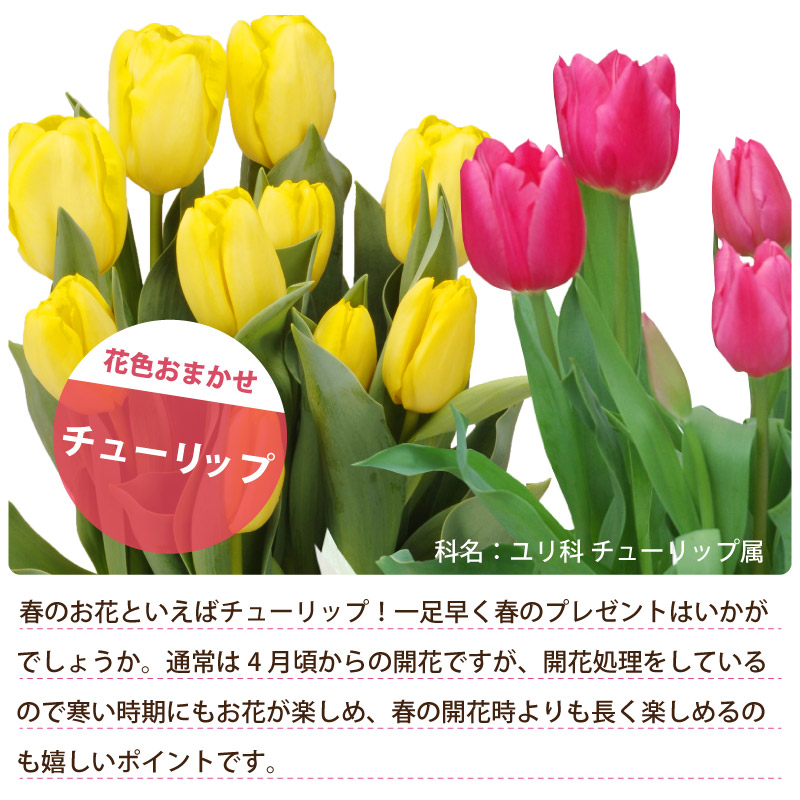 楽天市場 花 ギフト 誕生日 プレゼント 記念日 季節の鉢植え チューリップ 5号鉢花 花色 おまかせ ラッピング メッセージカード 対応 フラワー ギフト Fleur Town 吉本花城園