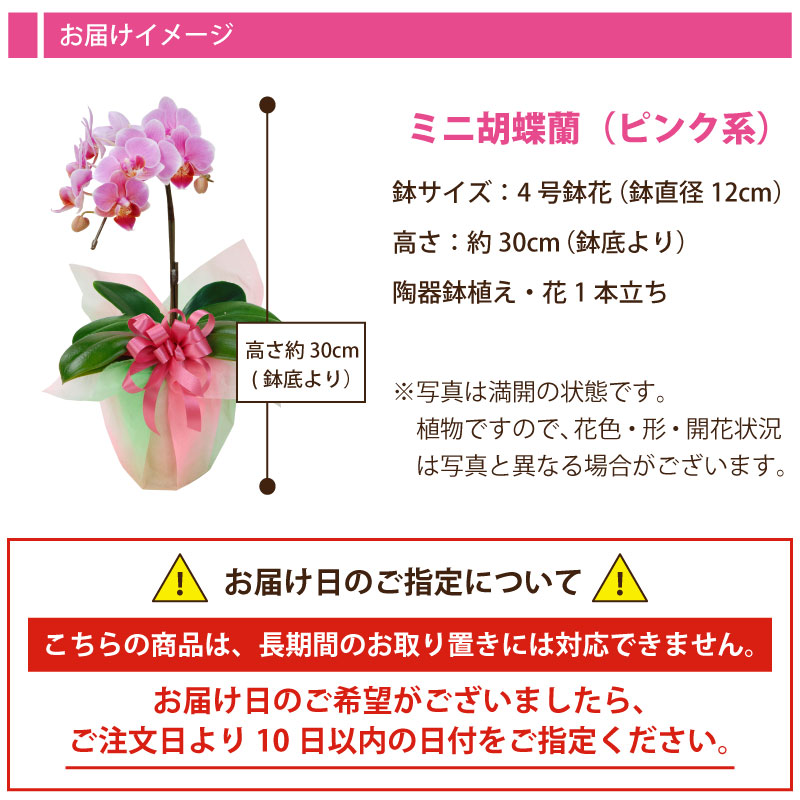 楽天市場 花 ギフト 誕生日 プレゼント 記念日 季節の鉢植え 胡蝶蘭 4号鉢花 花色 おまかせ ラッピング メッセージカード 対応 フラワーギフト Fleur Town 吉本花城園