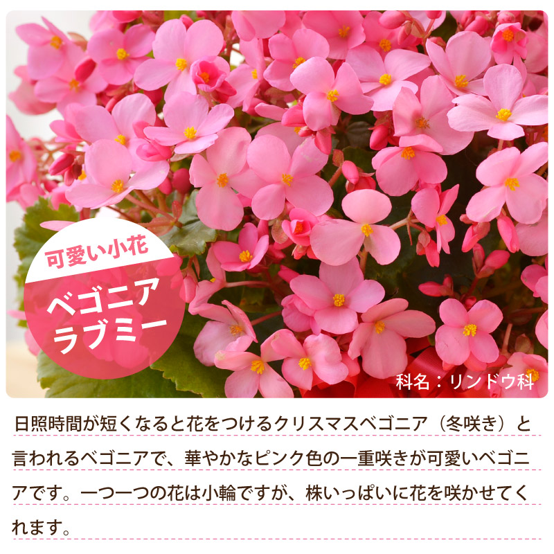 楽天市場 花 ギフト 誕生日 プレゼント 記念日 季節の鉢植え ベゴニア ラブミー 5号鉢花 ラッピング メッセージカード 対応 フラワーギフト Fleur Town 吉本花城園