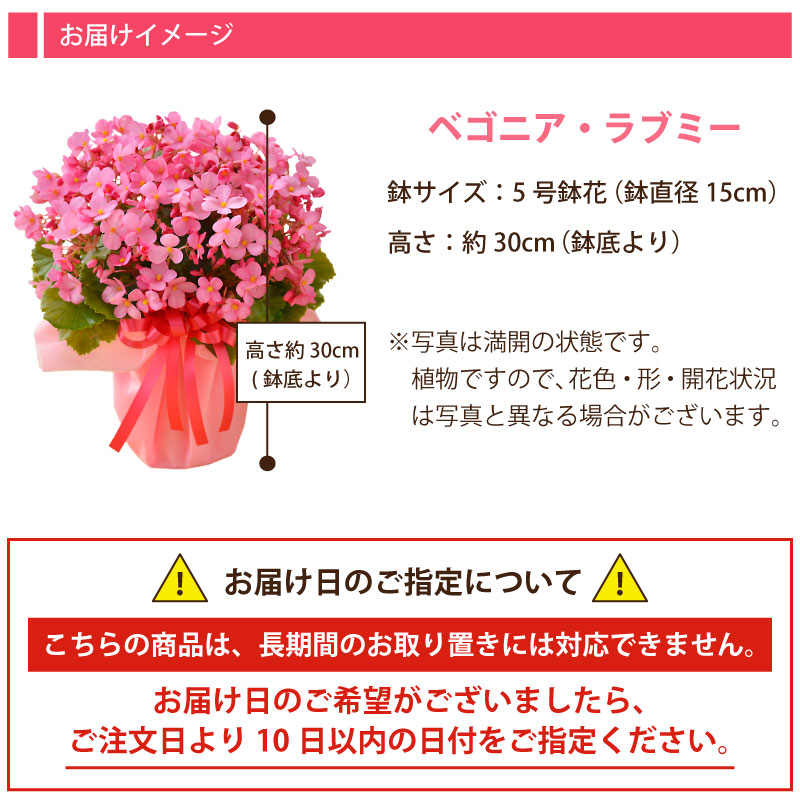 楽天市場 花 ギフト 誕生日 プレゼント 記念日 季節の鉢植え ベゴニア ラブミー 5号鉢花 ラッピング メッセージカード 対応 フラワーギフト Fleur Town 吉本花城園