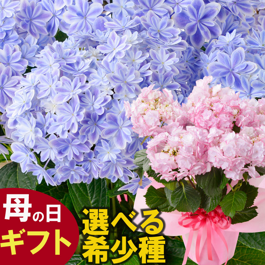 楽天市場】園芸専門店が作った 土 吉本花城園の ぐんぐん育つ培養土 花 