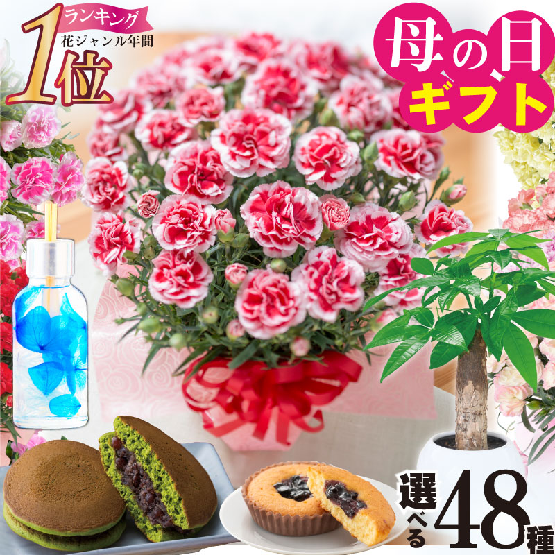 吉本花城園 超お得セット！アロカシア 5品種 おまかせセット