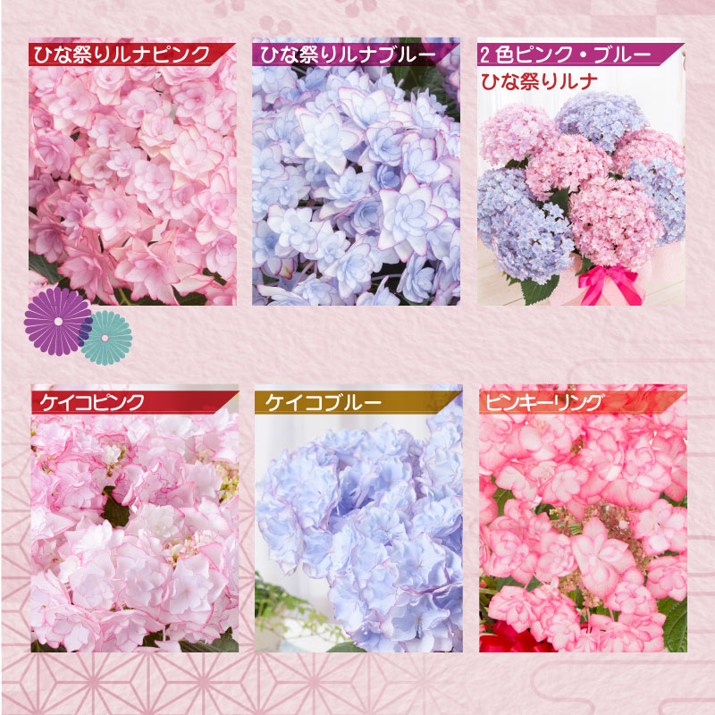 母の日 好きの母が喜ぶ 花ギフト アジサイ 全32種 5号鉢植え 紫陽花