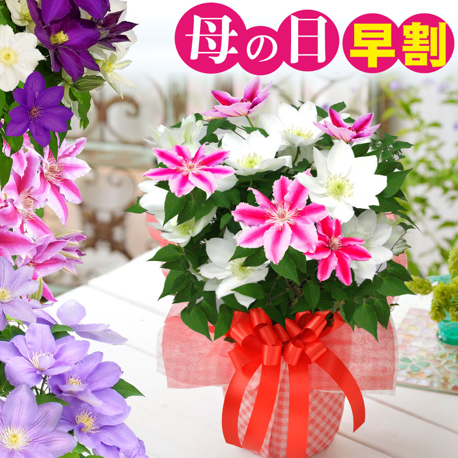 クレマチス　薄桜　竹行燈　7寸　大苗 楽天市場】クレマファクトリー クレマチス 薄桜（うすざくら） 【3月27