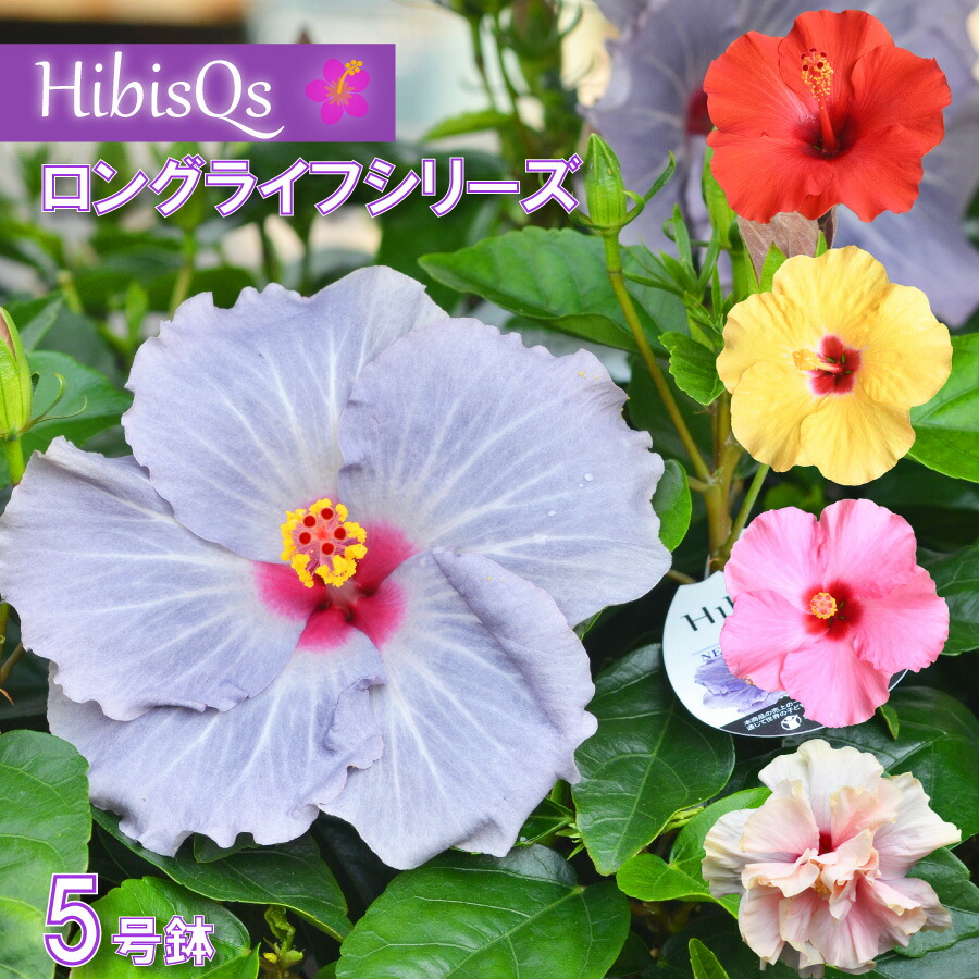 楽天市場】めざせ100輪以上 鉢花 ひまわり サンフィニティー 6号