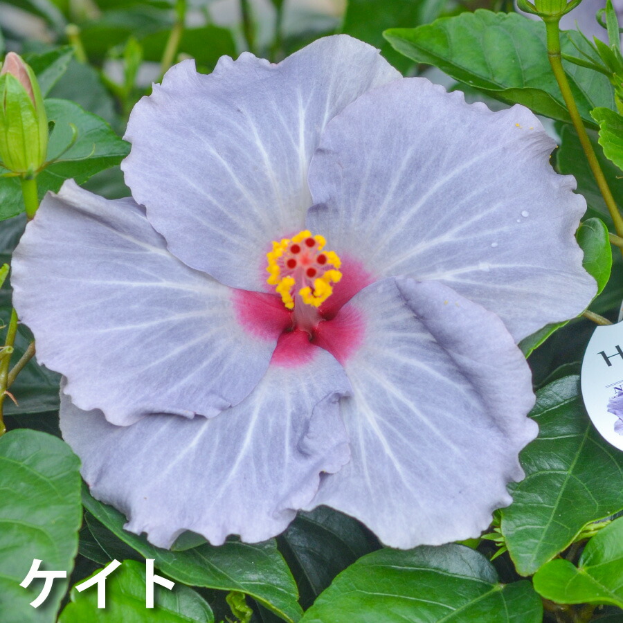 ハイビスカス ハイビスキュース NEW ロングライフシリーズ 5号 鉢植え