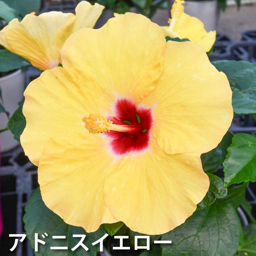 ポアレ　poiray プルミエ　花　ハイビスカス ポアレpoiray プルミエ花ハイビスカス
