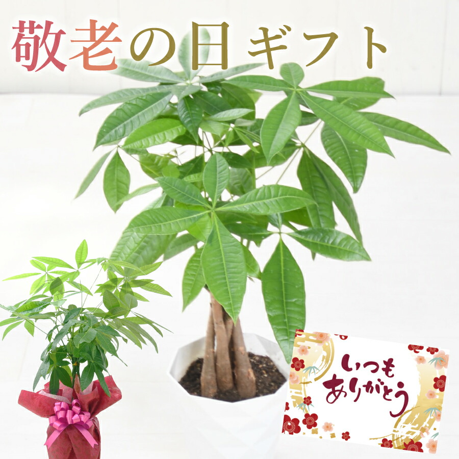 楽天市場】希少 ヒスイカズラ 【再入荷】 翡翠葛 3号ポット苗