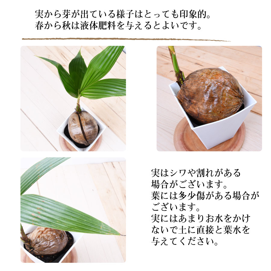ヤシの木 観葉植物 ココヤシ 鉢植え オフィス 自宅 ベランダ 店舗 ギフト プレゼント 送料無料 ココナッツ ヤシの木 椰子の木 Maisons Coudrelle Fr