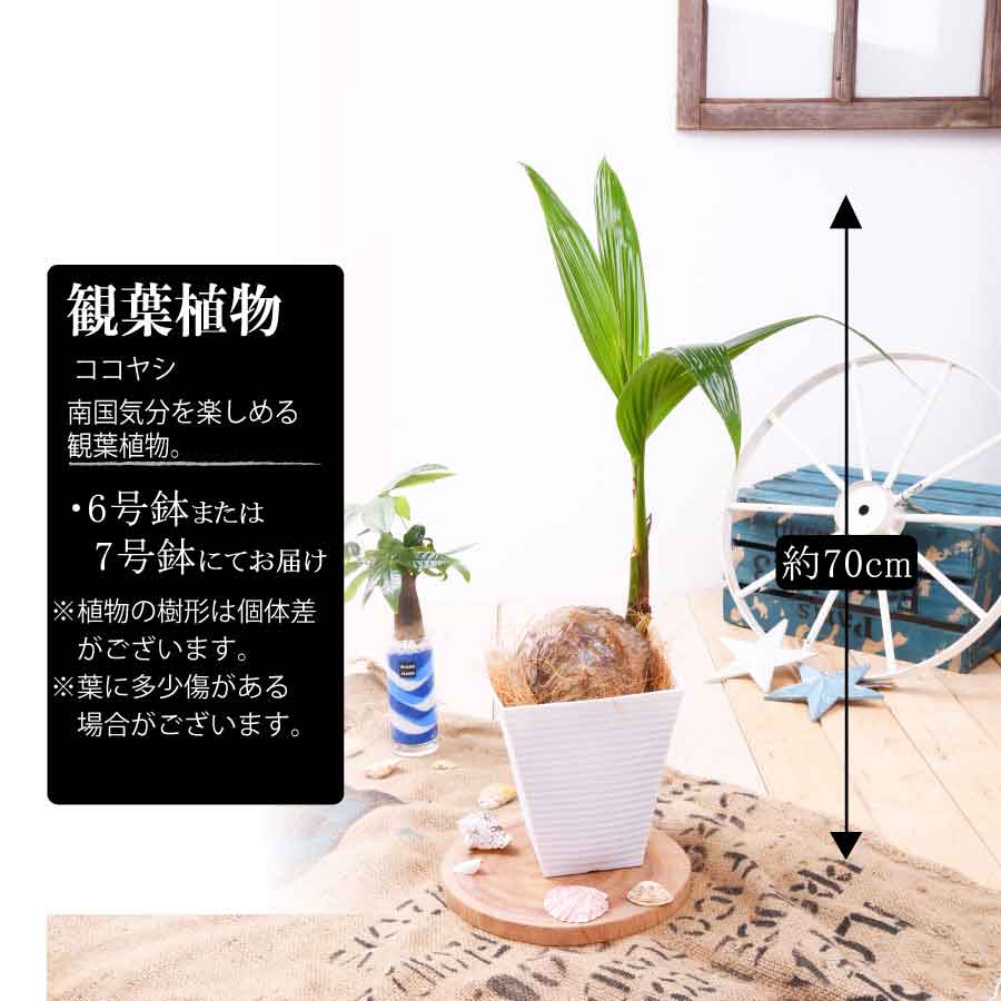 ヤシの木 観葉植物 ココヤシ 鉢植え オフィス 自宅 ベランダ 店舗 ギフト プレゼント 送料無料 ココナッツ ヤシの木 椰子の木 Maisons Coudrelle Fr