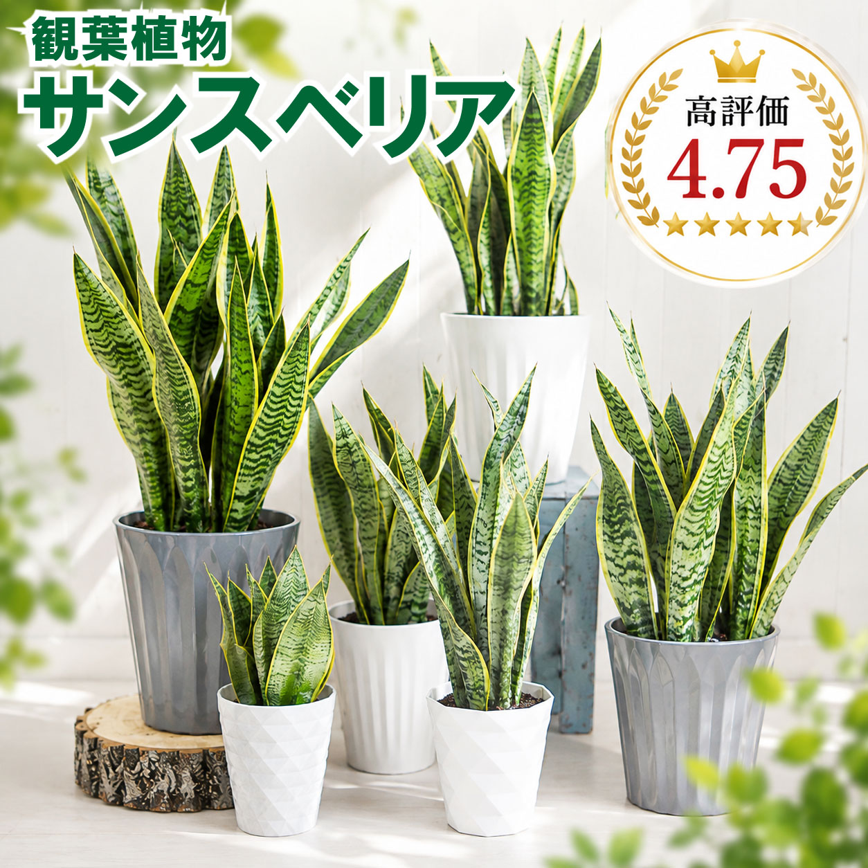 楽天市場】超お得セット！送料無料 アロカシア 5品種 おまかせセット