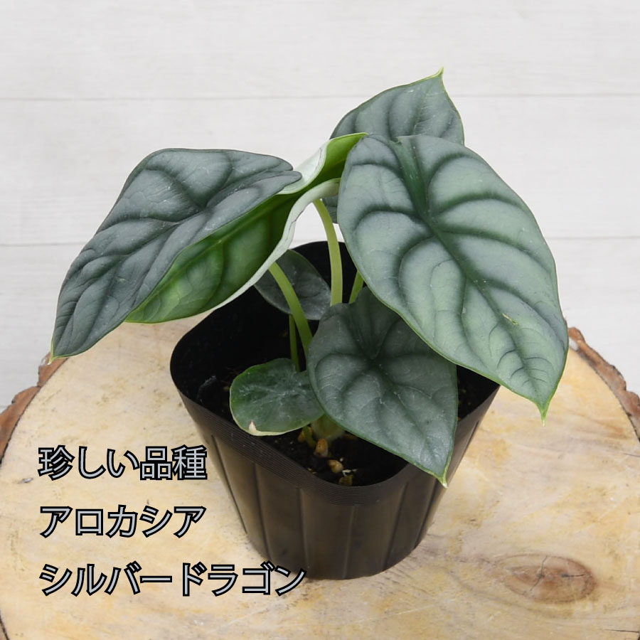 楽天市場】アロカシア キサントソーマ リンデニー 観葉植物