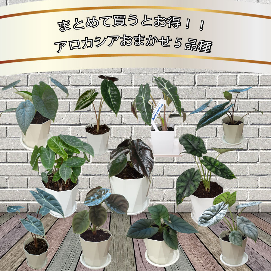 Secret Bazaar | _ 『 アロカシア・グリーンユニコーン