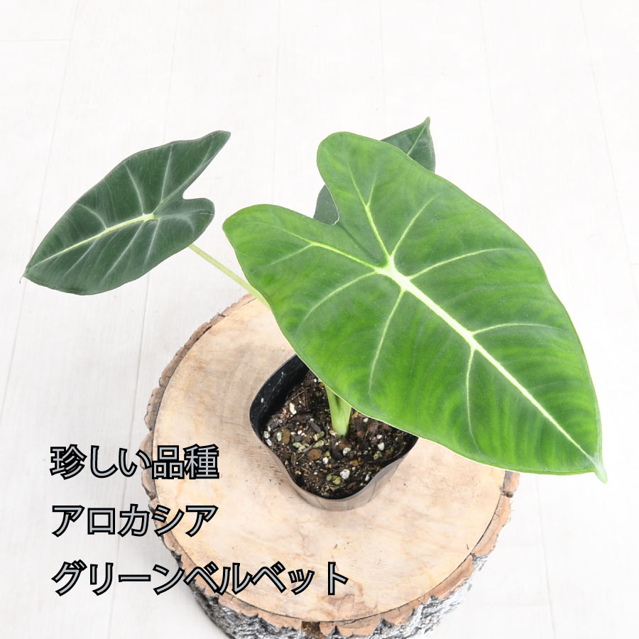 楽天市場】アロカシア ドラゴンスケール バギンダ 観葉植物