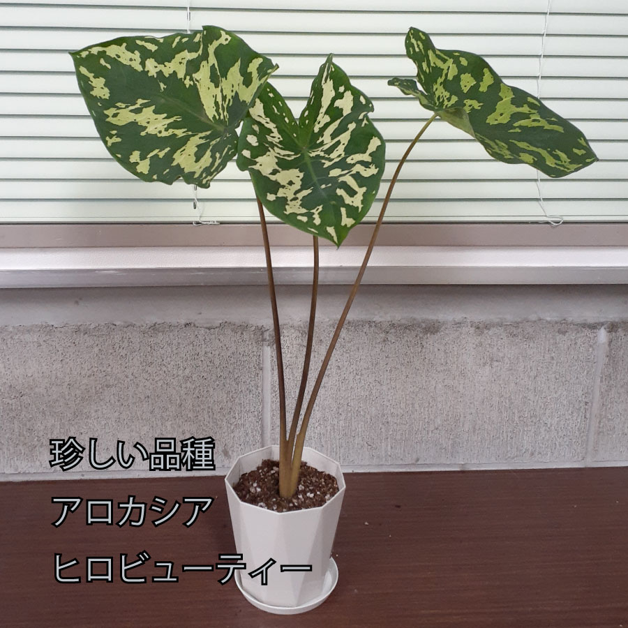 期間限定送料無料】 アロカシアバギンダ（サンプル） 植物/観葉植物