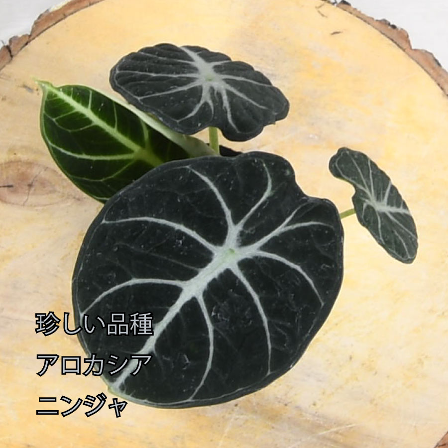 超希少❗️特大❗️アロカシア　キサントソーマ　リンデニー✨ 20green09-52-2.jpg