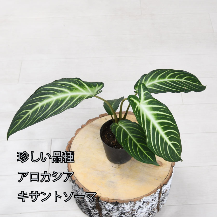 楽天市場】アロカシア ジャクリン ジャックリン 観葉植物 珍しい品種 希少 3号ポット 鉢植え アローカシア 美しい葉を楽しむタイプ : Fleur  Town 吉本花城園