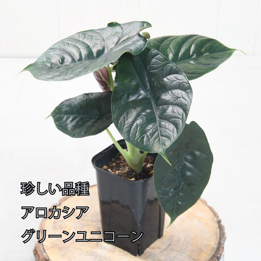 楽天市場】超お得セット！送料無料 アロカシア 5品種 おまかせセット アローカシア 観葉植物 珍しい品種 希少 3号ポット 美しい葉を楽しむタイプ  アマゾニカ メロ クプレア スカルプラム シルバードラゴン パープルプリンス ロンギロバ ワトソニアナ : Fleur Town 吉本花城園