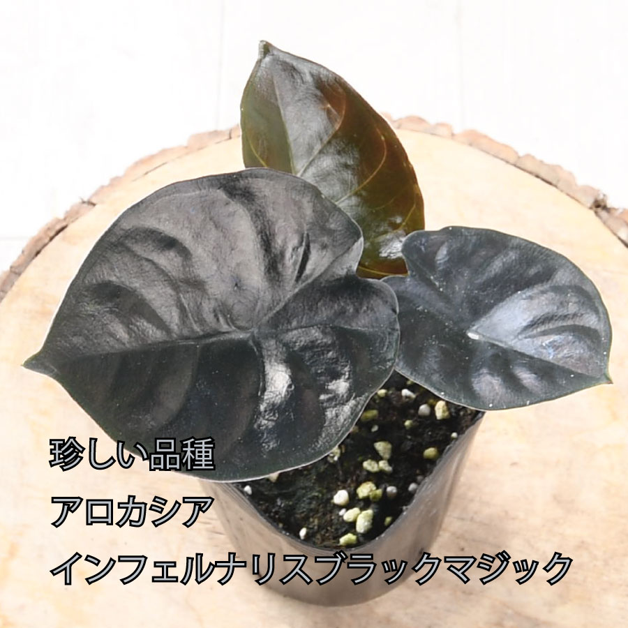 楽天市場】アロカシア アズラニー 観葉植物 珍しい品種 希少 3.5