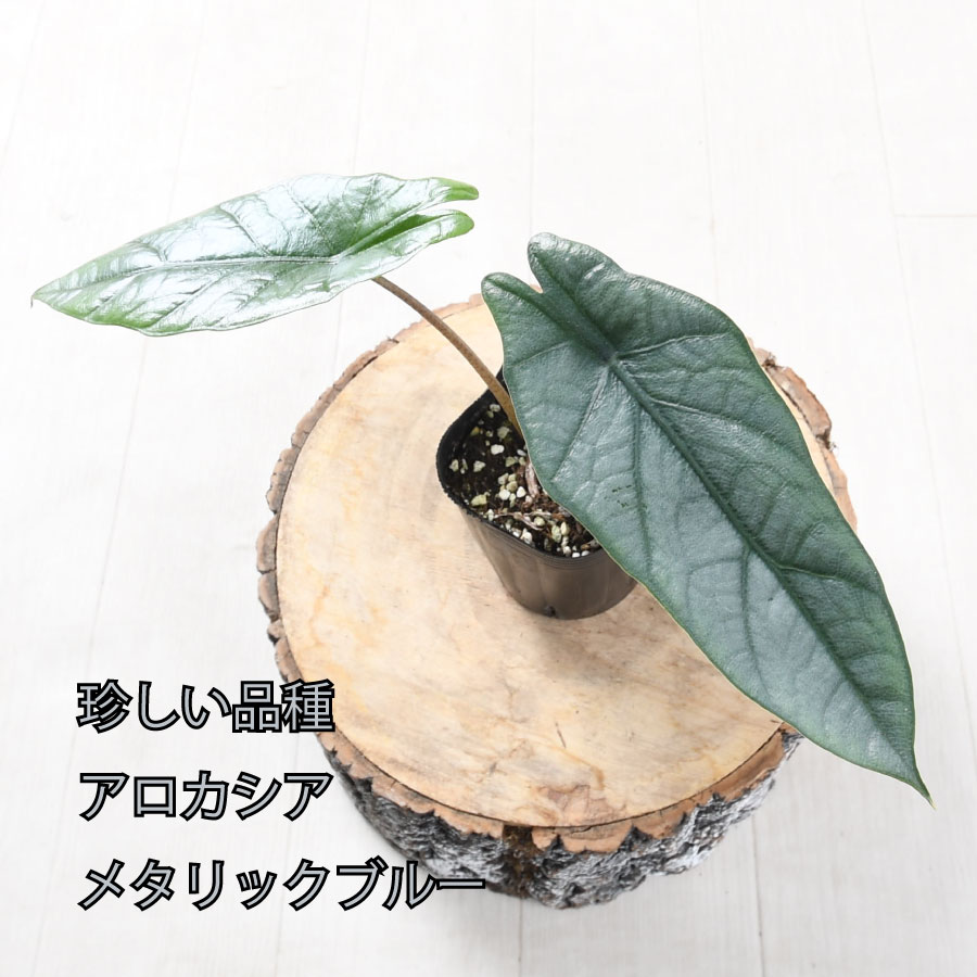 楽天市場】アロカシア ドラゴンスケール バギンダ 観葉植物