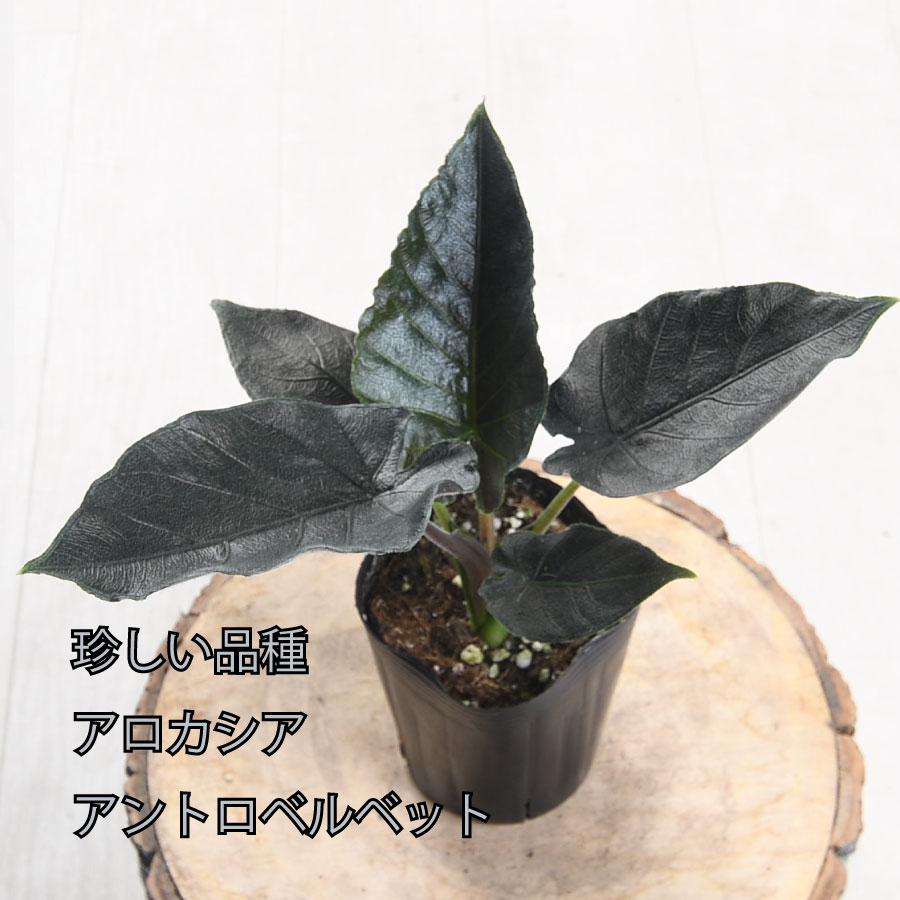 楽天市場】アロカシア ドラゴンスケール バギンダ 観葉植物