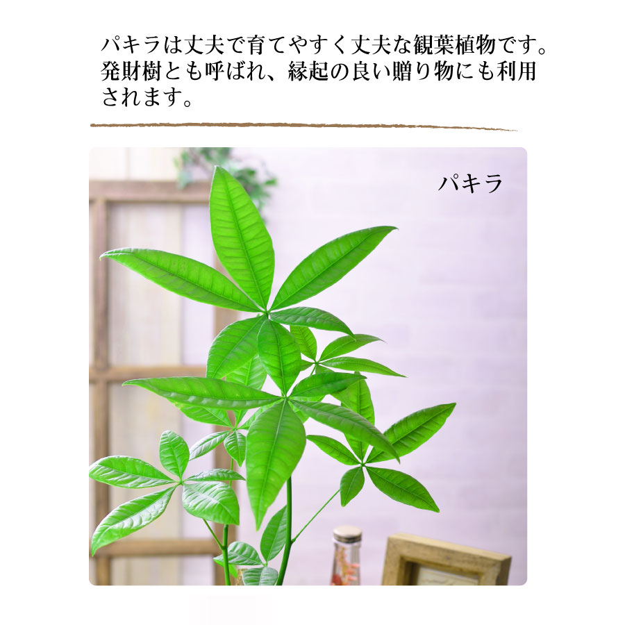 楽天市場 観葉植物 パキラ ねじり 5号サイズ 鉢植え オフィス 自宅 ベランダ 店舗 ギフト プレゼント Fleur Town 吉本花城園