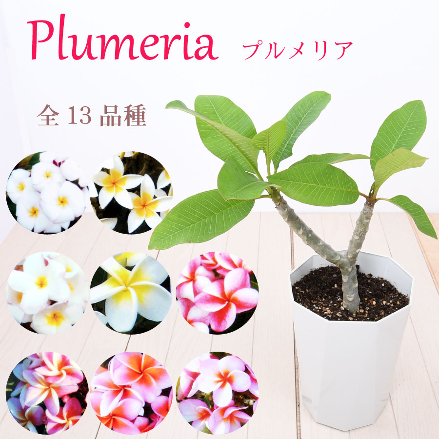 楽天市場 ハイビスカス コレクション ５号鉢植え Fleur Town 吉本花城園