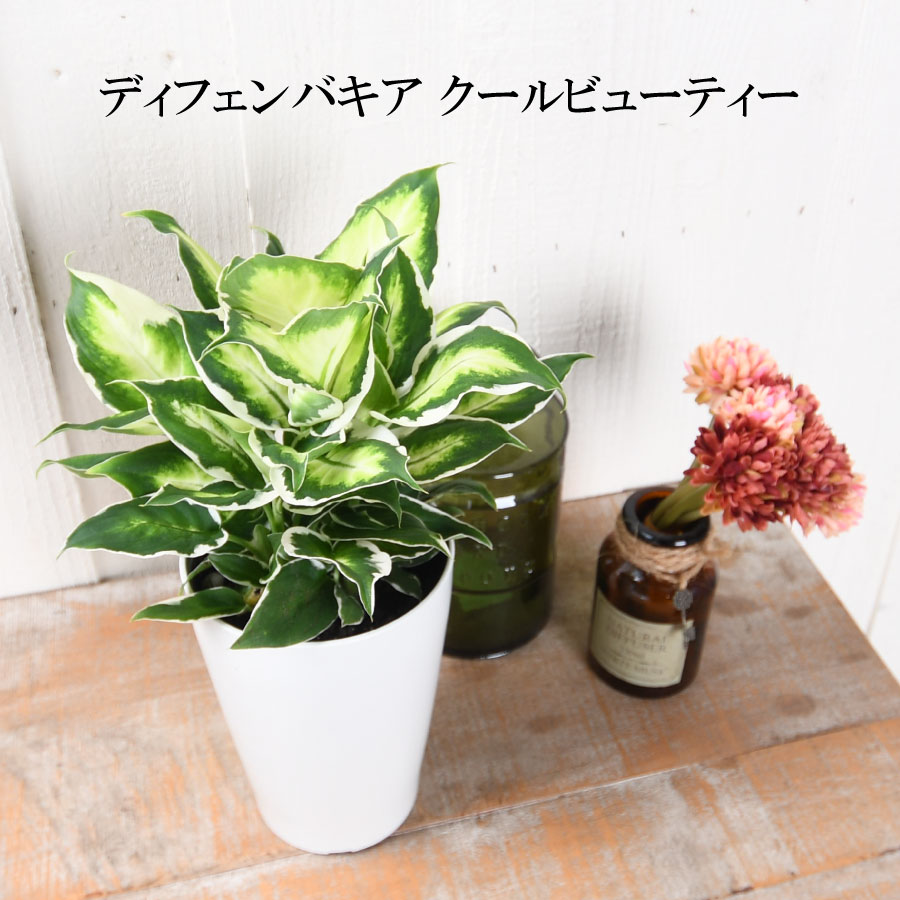 楽天市場】ディフェンバキア チーター 6号鉢 観葉植物 鉢植え