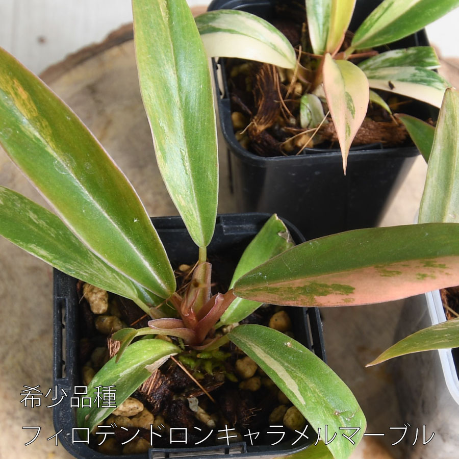 楽天市場】観葉 フィロデンドロン ブラックカーディナル 4号鉢