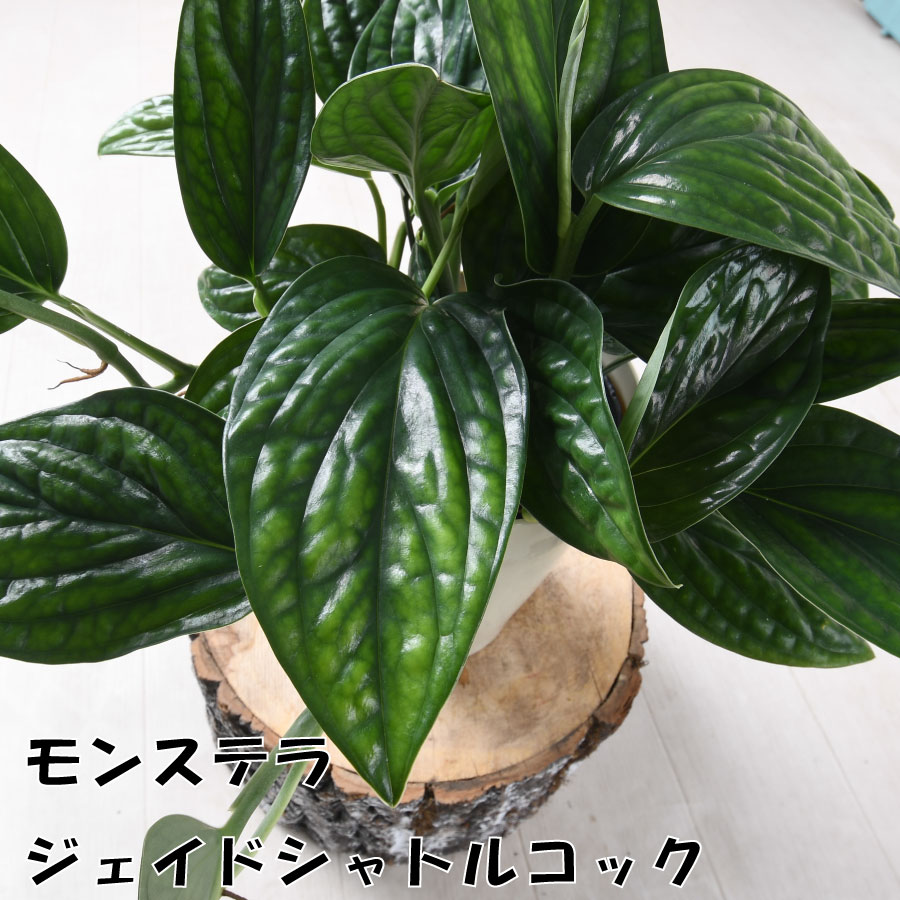 超希少❗️特大❗️アロカシア　キサントソーマ　リンデニー✨ 20green09-52-2.jpg