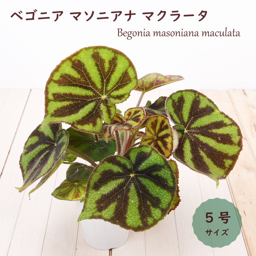 楽天市場】【セール品】アロカシア グリーンユニコーン ねこチップ