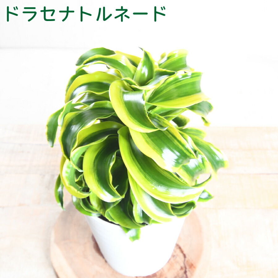 楽天市場】アロカシア キサントソーマ リンデニー 観葉植物