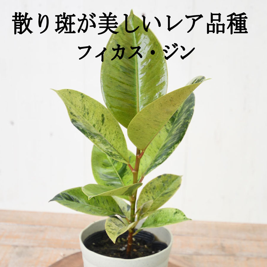 楽天市場】フィカス ジン 斑入り ゴムの木 4号 珍しい品種 育てやすい