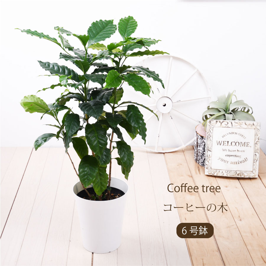 【観葉植物】コーヒーの木 アラビカ種 6号鉢植え
