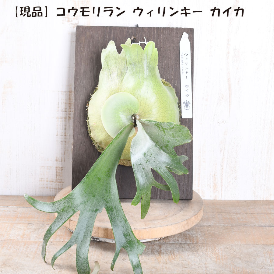 コウモリラン ウィリンキー カイカ 【現品販売】 美品 板付き ハンギング ビカクシダ 観葉植物 大きな 2026年2月入荷｜Fleur Town　吉本花城園