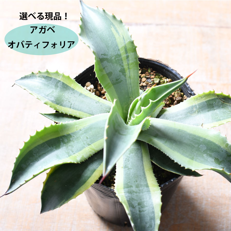 シンボルプランツに最適! アガベ☆ オバティフォリア ドライガーデン映え オバティフォリア オルカ アガベ ドライガーデン アガベ オバ