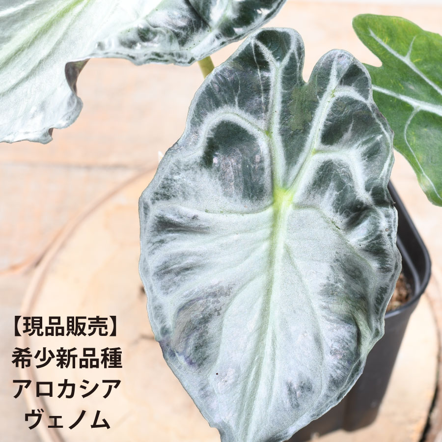 楽天市場】【現品販売】 アロカシア ヴェノム 希少 新品種 観葉植物