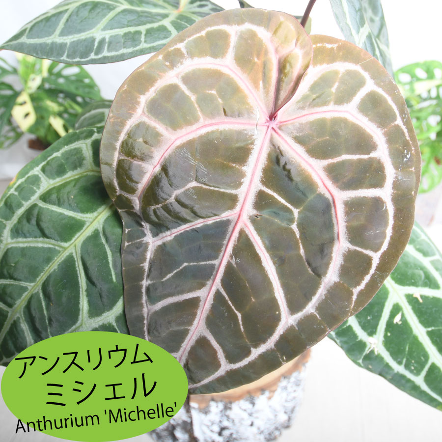 【現品】アンスリウム・ジャングルブッシュ　7号　黒鉢　（2） 現品】アンスリウム・ジャングルブッシュ 7号 黒鉢（3） : 花の