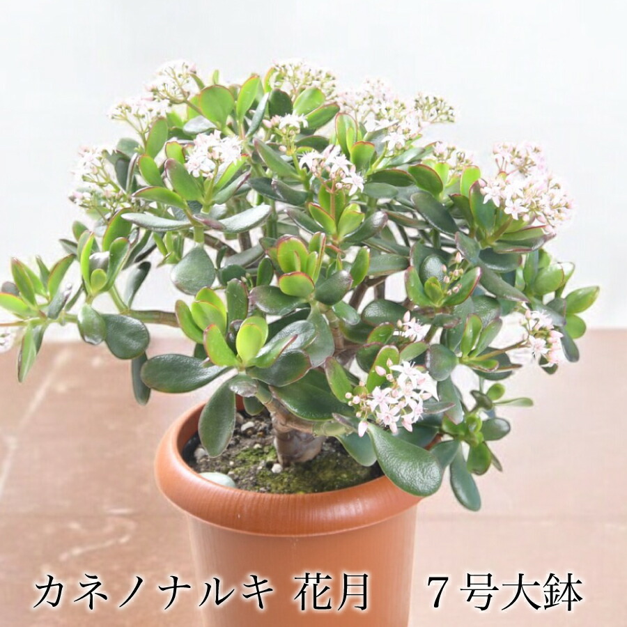 楽天市場】金のなる木（斑入り）きらめき 6号鉢（直径18cm） 多肉植物