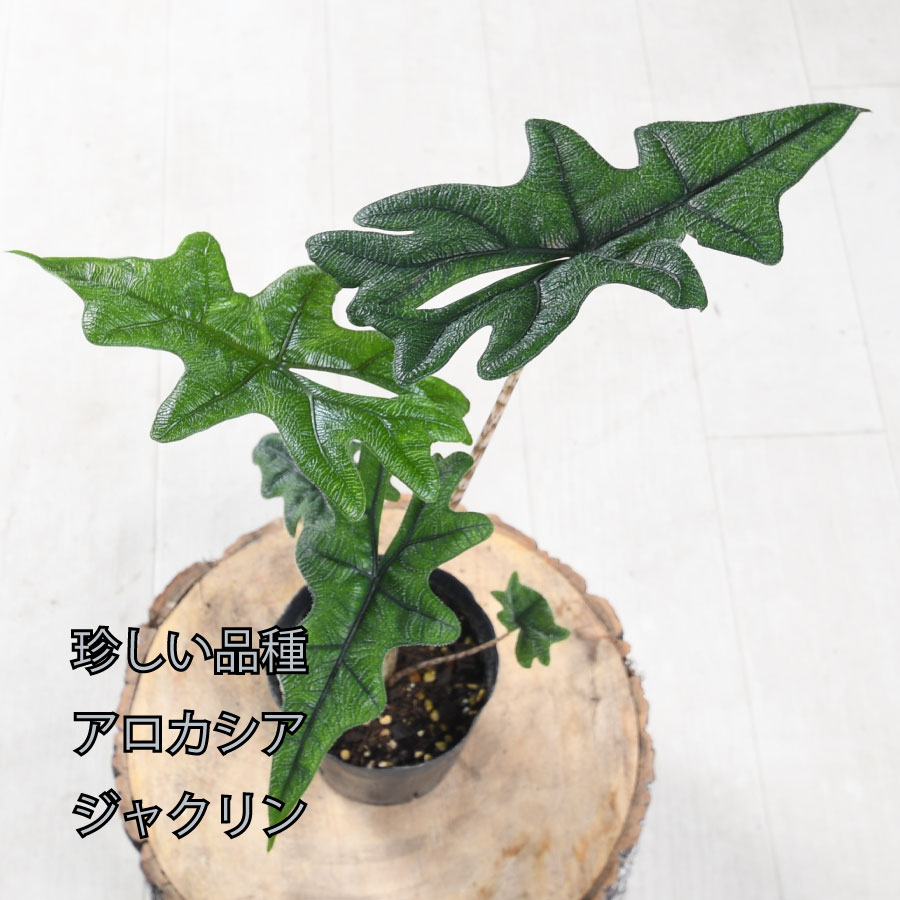 楽天市場】【最新品種 数量限定】アロカシア グリーンユニコーン