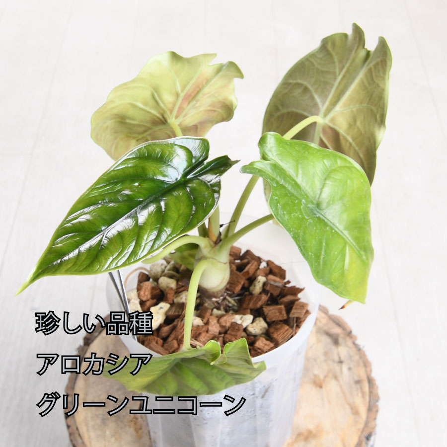 超希少❗️特大❗️アロカシア　キサントソーマ　リンデニー✨ 20green09-52-2.jpg