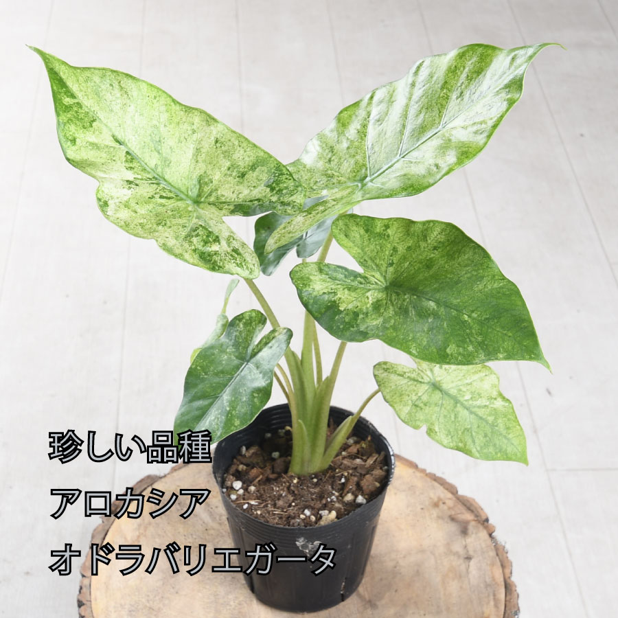 楽天市場】【最新品種 数量限定】アロカシア グリーンユニコーン