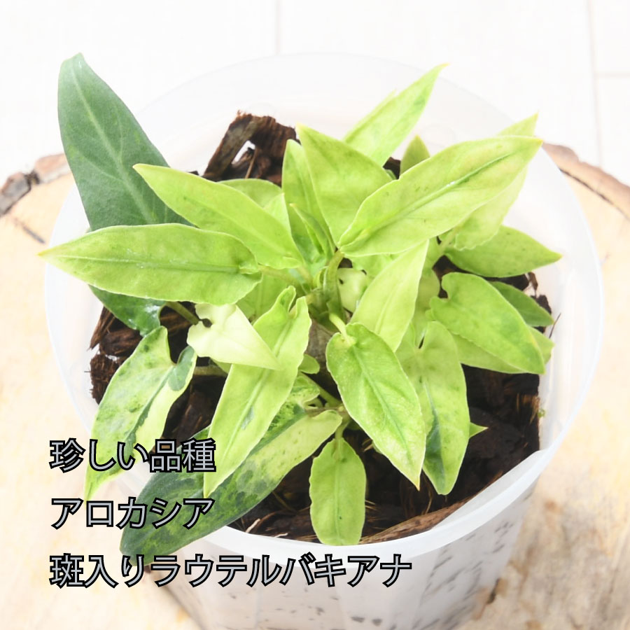 超希少❗️特大❗️アロカシア　キサントソーマ　リンデニー✨ 楽天市場】アロカシア キサントソーマ リンデニー 観葉植物