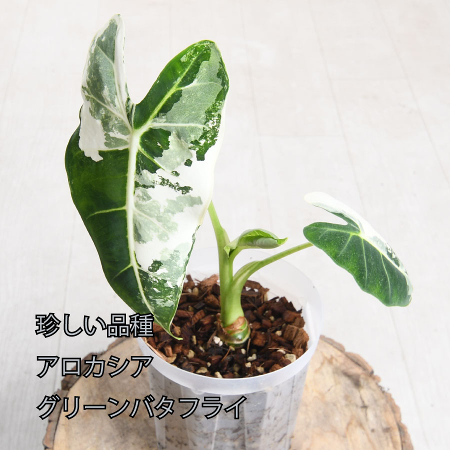 楽天市場】【最新品種 数量限定】アロカシア グリーンユニコーン