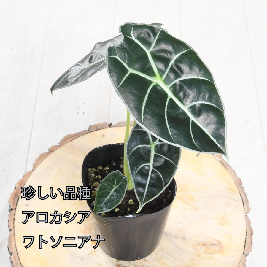 楽天市場】アロカシア リーガルシールド 観葉植物 珍しい品種