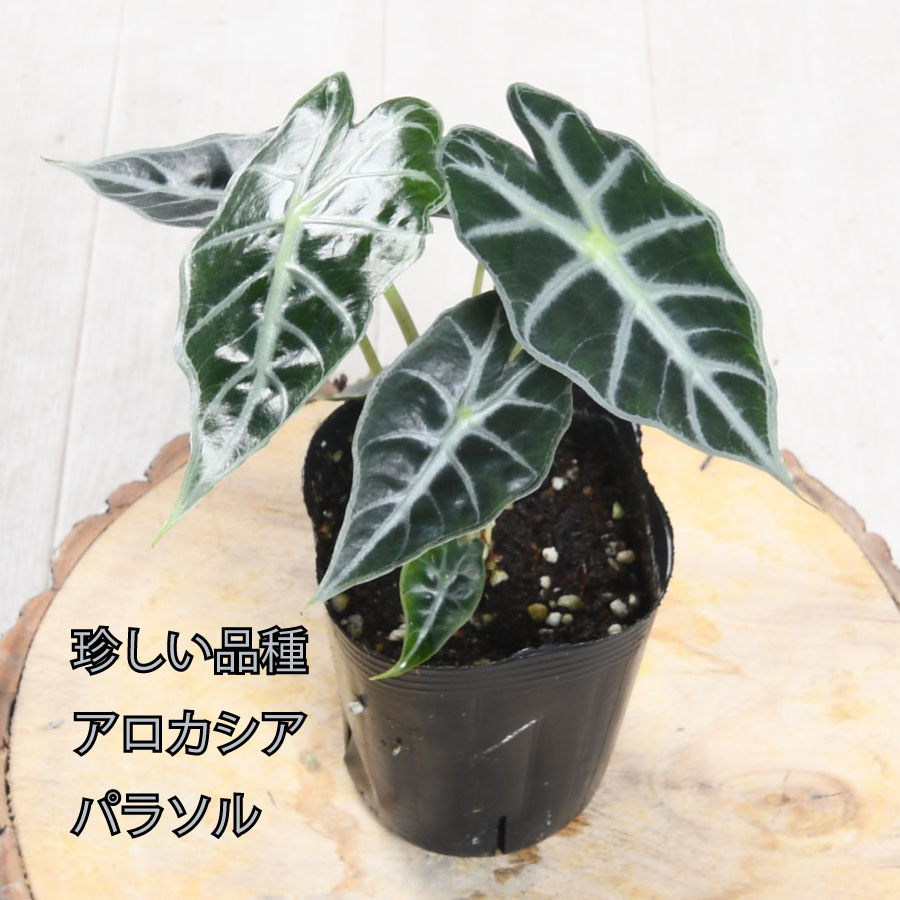 楽天市場】アロカシア サリアン 観葉植物 珍しい品種 希少 4号