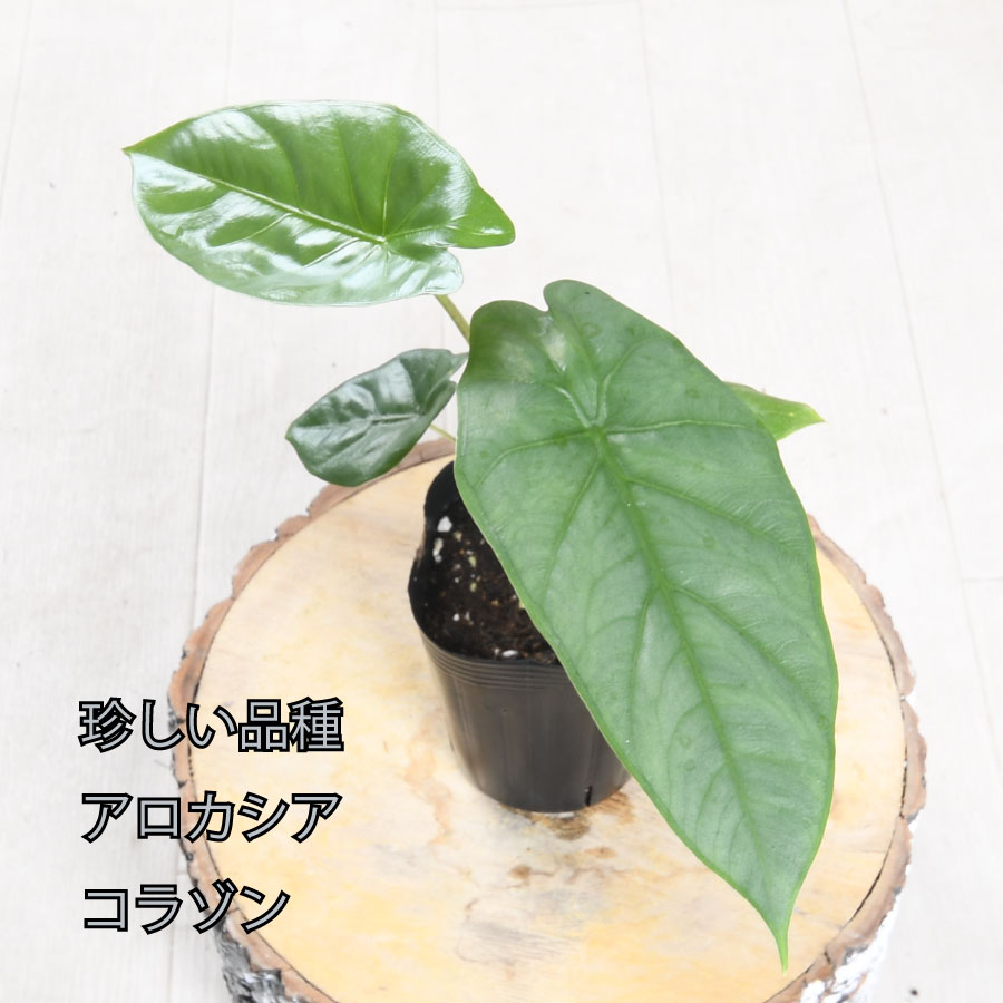 【アロカシア・リーガルシールド　aurea var.】 アロカシア・リーガルシールドaurea var.】