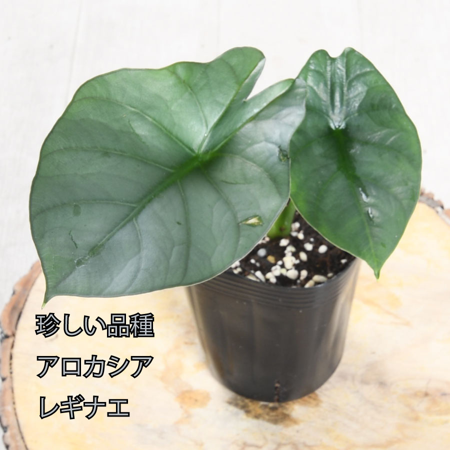 楽天市場】アロカシア リーガルシールド 観葉植物 珍しい品種