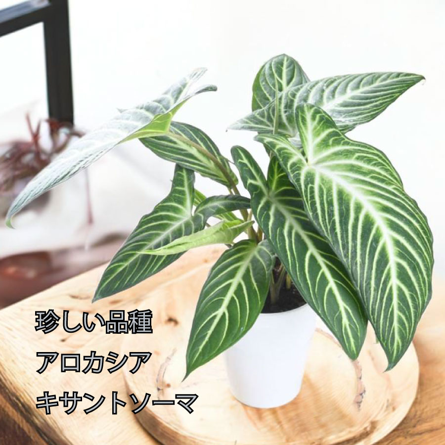超希少❗️特大❗️アロカシア キサントソーマ リンデニー✨ 楽天市場】アロカシア キサントソーマ リンデニー 観葉植物